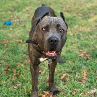 14 Nutrition Tips For Cane Corso - PetPress