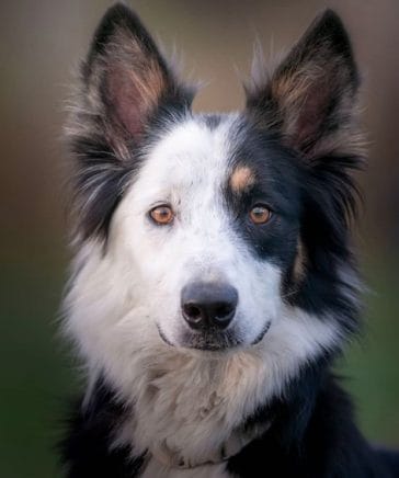 15 Main Characteristics Of The Border Collie Dog Breed - PetPress