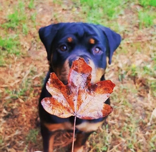 15 Pros And Cons Of The Rottweiler Dog Breed - PetPress