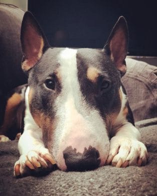 14 Pros And Cons Of The Bull Terrier - PetPress