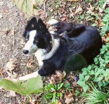 14 Amazing Facts About Border Collies You Probably Never Knew - PetPress