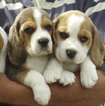 16 Tips For Choosing a Beagle Puppy Before You Get One