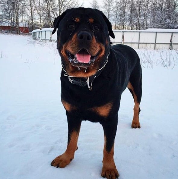 14 Amazing Facts About Rottweilers You Probably Never Knew - PetPress