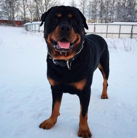 14 Amazing Facts About Rottweilers You Probably Never Knew - PetPress
