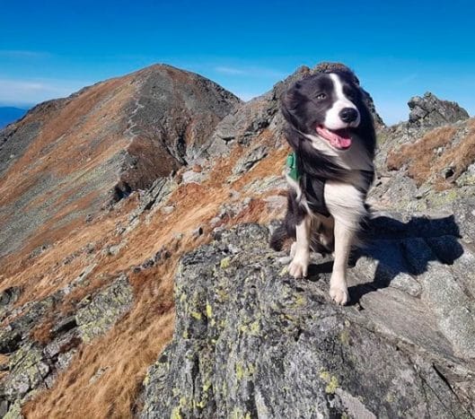 15 Main Characteristics Of The Border Collie Dog Breed - PetPress