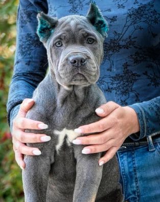 14 Tips For Raising And Training A Cane Corso Properly