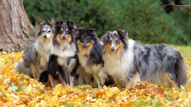 14 Amazing Facts About the Shetland Sheepdog - PetPress