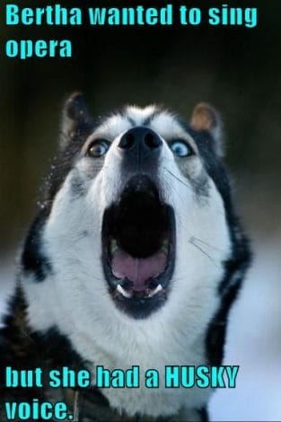 18 Ways of Telling You How to Avoid The Siberian Husky and Horrendous ...