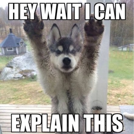 18 Ways of Telling You How to Avoid The Siberian Husky and Horrendous ...