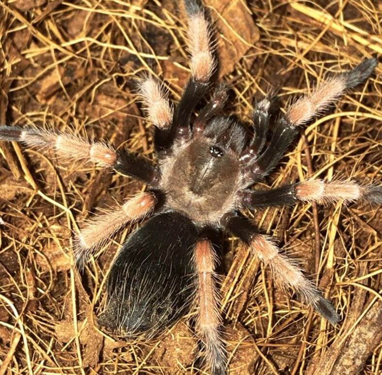 10 Exotic Animals That Are Allowed As Pets In California PetPress 10-exotic-animals-that-are-allowed-as-pets-in-california-petpress