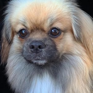 14 Things You Should Learn As A Tibetan Spaniel Owner - PetPress