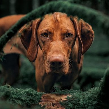 14 Elegant Facts About Vizslas - PetPress