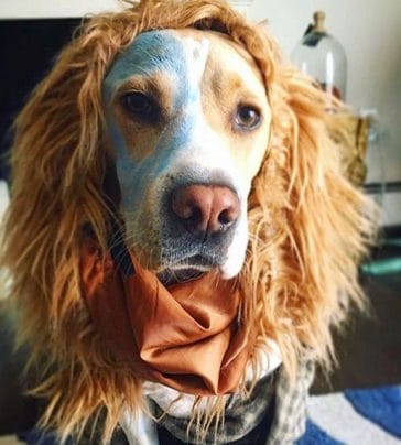 14 Funny Halloween Costumes for Beagles - PetPress