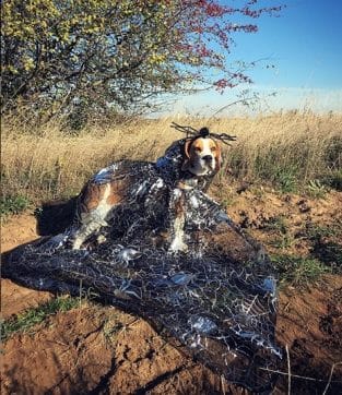 14 Funny Halloween Costumes For Beagles - Page 2 Of 3 - PetPress