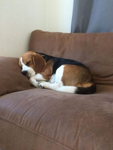 14 Cute Sleeping Beagles That Will Make Your Heart Melt - PetPress