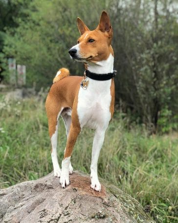 14 Facts About Basenji Dogs - PetPress
