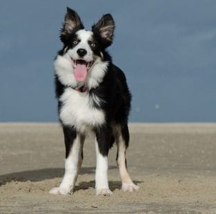 14 Bright Facts About Border Collies You Didn’t Know - PetPress