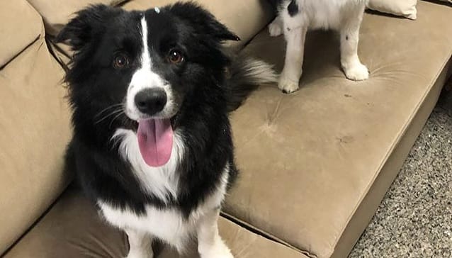 14 Brilliant Facts About Border Collies - PetPress