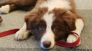 border collie worst