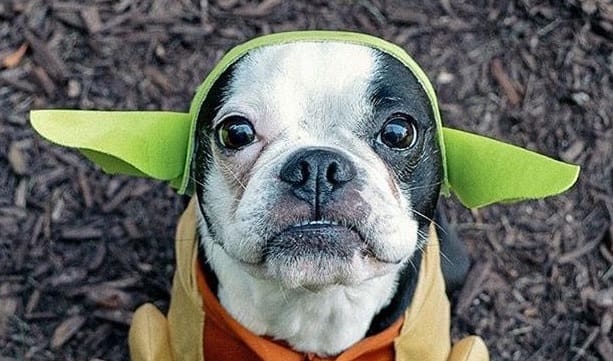 Boston Terrier Halloween Costume 2022 15 Halloween Costumes For Boston Terriers Petpress