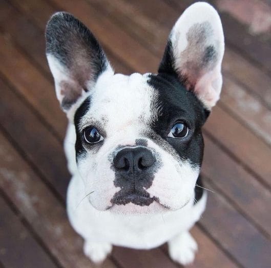 14 Charming Pictures For French Bulldog Lovers - PetPress