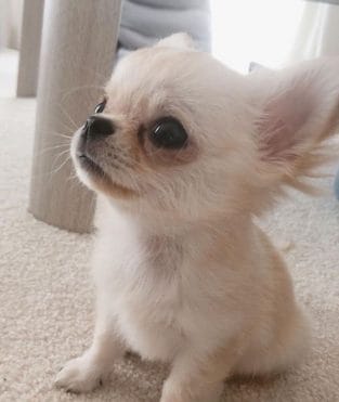 Meet 14 of the Cutest Chihuahuas in the World - PetPress