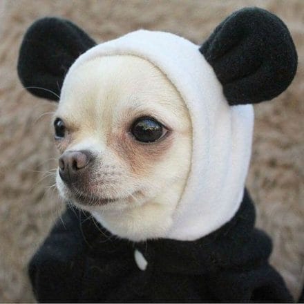 14 Chihuahua Costumes That Will Definitely Make You Laugh - PetPress