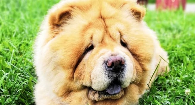 14 Pictures Proving That Chow Chow Is The Best Dog In The World - PetPress