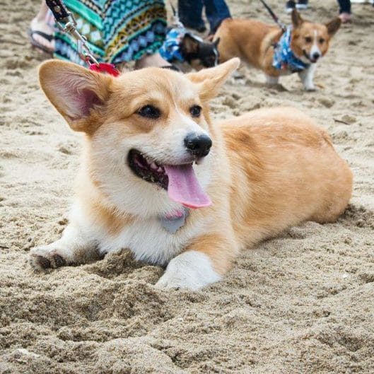 The 16 Happiest Corgis Will Make Your Day - PetPress