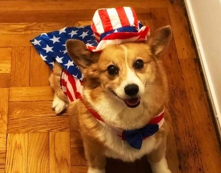 14 Halloween Costume Ideas For Corgis - Petpress