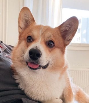 14 Funny Pictures Showing the True Temperament of Corgi - PetPress