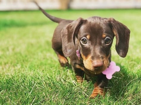 14 Evidence That the Dachshund Is an Incredible Underground Hunter ...