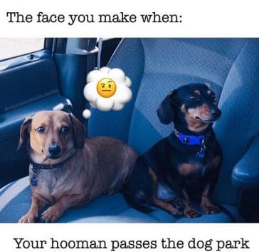 15 Funny Dachshund Memes That Will Make You Laugh! - PetPress