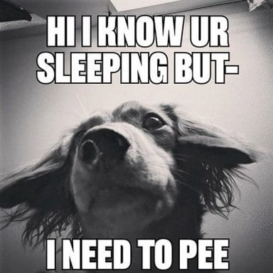 15 Funny Dachshund Memes That Will Make You Laugh! - PetPress