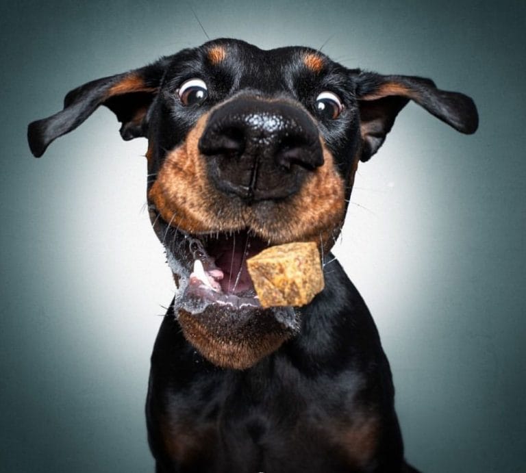 15 Hilarious Doberman Pinschers That Will Brighten Your Day - PetPress