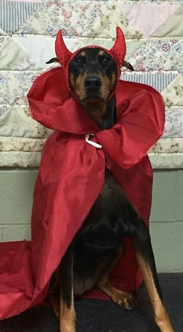 Doberman costume outlet