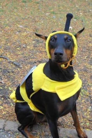 14 Amazing Halloween Costumes For Doberman Pinschers - PetPress