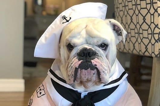 English Bulldog Halloween Costumes 2022 16 Trendy Halloween Costumes For English Bulldogs 2019 Petpress