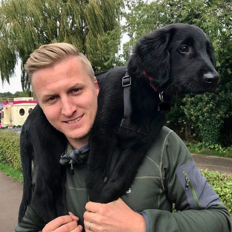 14 Amazing Facts About FlatCoated Retrievers PetPress