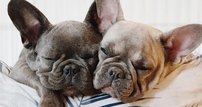 15 French Bulldogs That Will Brighten Your Day