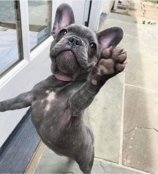 14 Cute Pictures of French Bulldogs - PetPress
