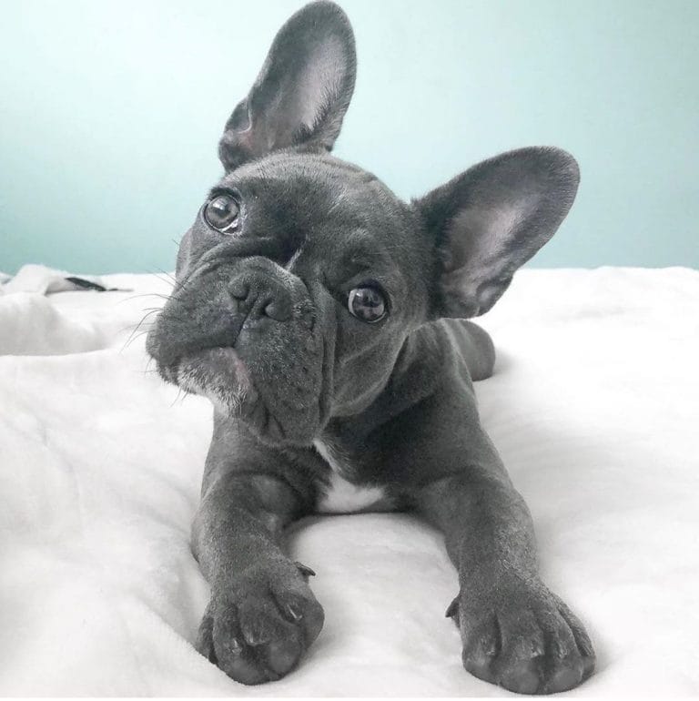 14 Cute Pictures of French Bulldogs - Page 2 of 3 - PetPress