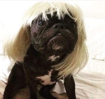 14 Halloween Costume Ideas For French Bulldogs - PetPress