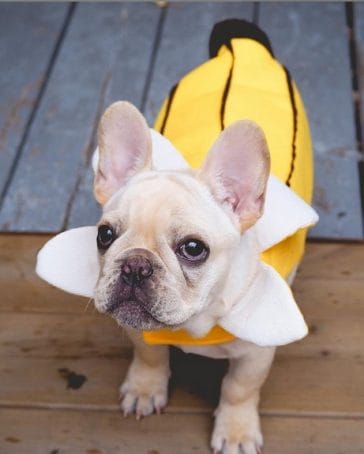 14 Very Interesting Costumes For Your French Bulldog - PetPress