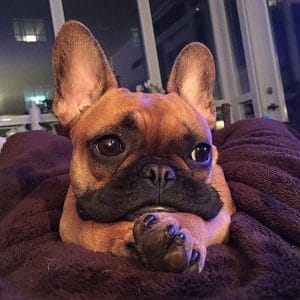 14 Marvellous Facts About Gorgeous French Bulldogs - PetPress
