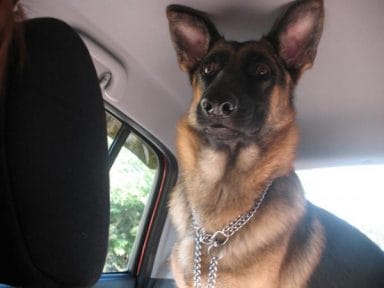 14 Reasons Why German Shepherds are The Best Friends - PetPress