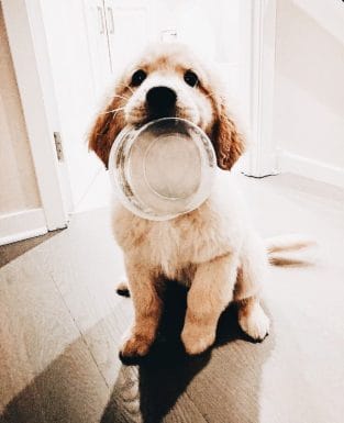 15 Adorable Photos Of Golden Retrievers That Can Warm Even The Coldest ...