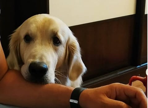 14 Funny Golden Retriever Pictures That Will Make You Smile! - PetPress 14 Funny Golden Retriever Pictures That Will Make You Smile! - PetPress