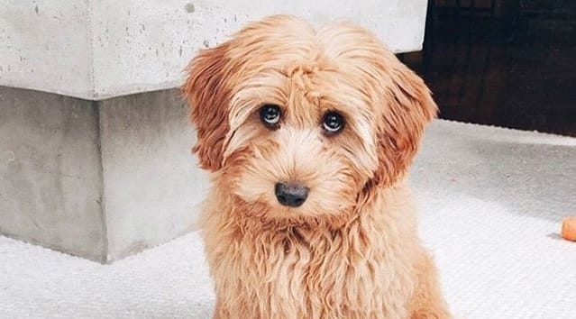 14 Amazing Facts About Goldendoodles - Petpress