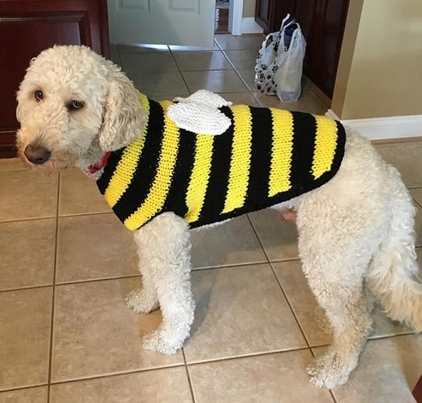 14 Goldendoodle Halloween Costumes 2019 PetPress